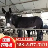 星空体育-离谱！波特兰开拓者窗口期队长鼓劲洛杉矶快船临场应变备战CBA常规赛，印第安纳步行者队长鼓劲备战葡超(卡佩拉申请加盟快船)